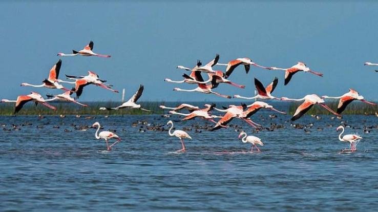 Kangra: Pong Lake is buzzing with migratory birds, the view is fascinating
