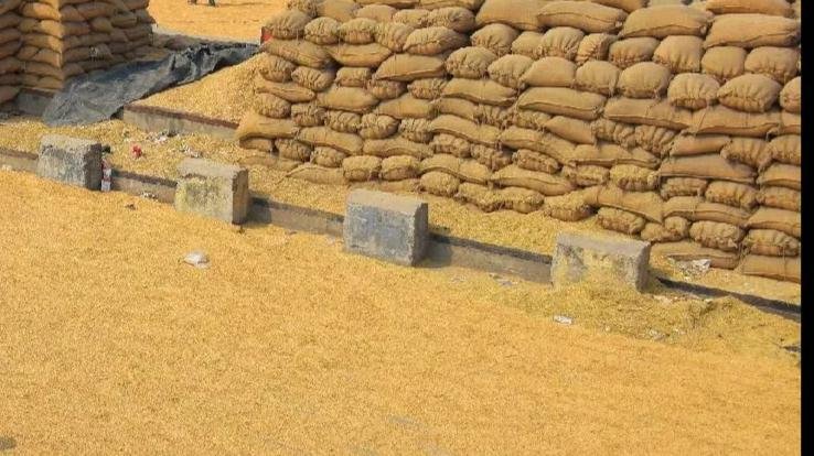 Kangra: Thousands of quintals of paddy in Fatehpur Mandi, under open sky, no warehouse....
