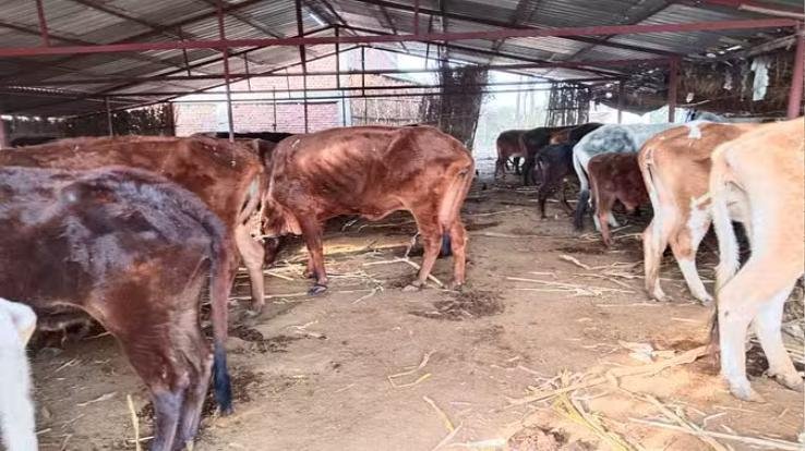 Una: 7 cows died in the cow shed due to cold and lack of fodder, condition of 3 is critical.