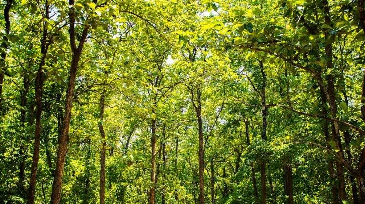 Know how many trees farmers can cut in a year for agriculture and domestic use in Himachal, order issued