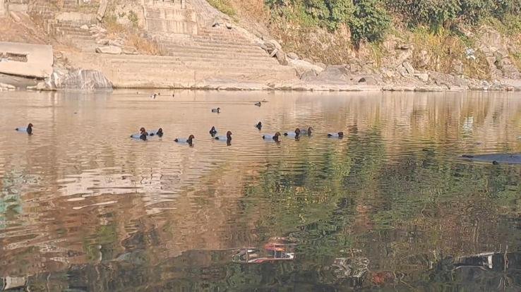 Migratory birds set up camp in the reservoirs of Mandi, the area echoed with chirping