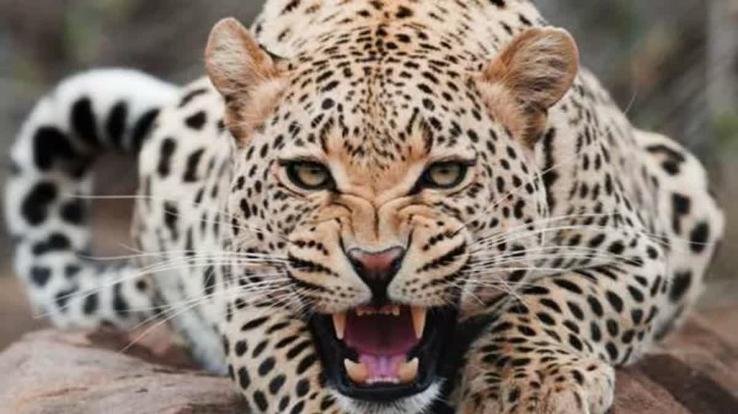 Leopard ran away after catching 5 year old girl in Chaupal, life saved due to mother raising noise