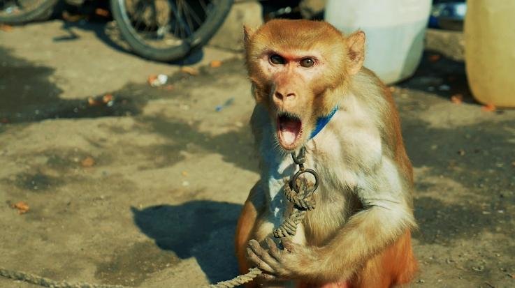 The girl was hit by the bullet fired to kill the monkey... Himachal Police Head Constable Manoj Thakur accused of firing the bullet