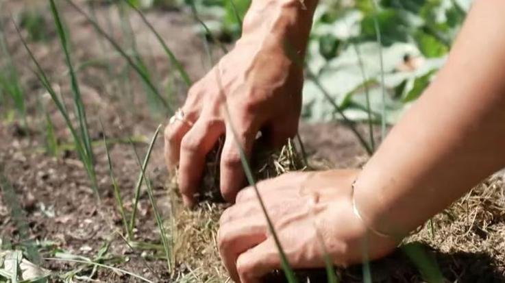 There is no rain and snowfall...the worries of farmers and gardeners are increasing