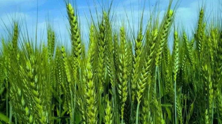 Farmers- can- improve -the- quality -of- their -crops- and -soil -fertility -by -taking -advantage- of- the- compost- purchase- scheme-: Dev -Raj -Kashyap