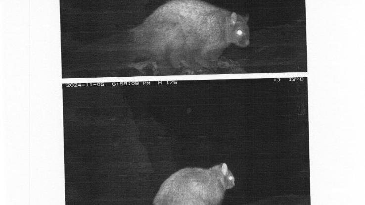 Himachal: First -photographic -evidence- of -woolly- flying -squirrel -found- in- Miyar -Valley