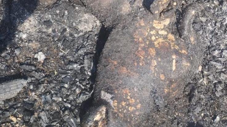Kunihar: A huge fire broke out in the cowshed in Bawasi village, a buffalo and a calf died a painful death