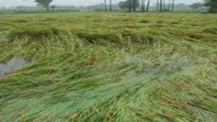 Heavy damage caused by rain, hailstorm and storm in the state, many crops destroyed