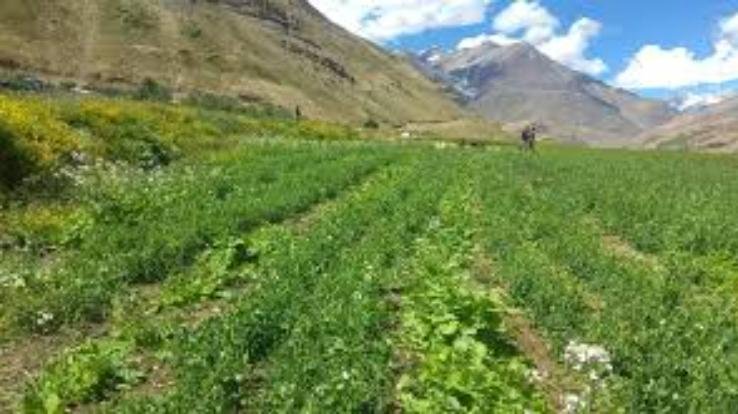 Pangi will become the state's first natural farming sub-division