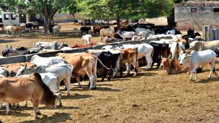 HP GOVT INCREASED FODDER SUBSIDY