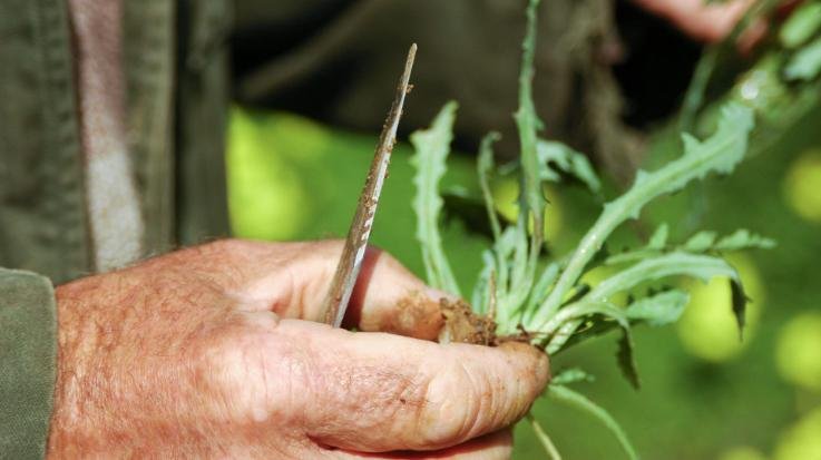 Chamba-: Seven -people- fell- il-l after -eating- poisonous -wild -vegetables -in -Pangi, -three -missing