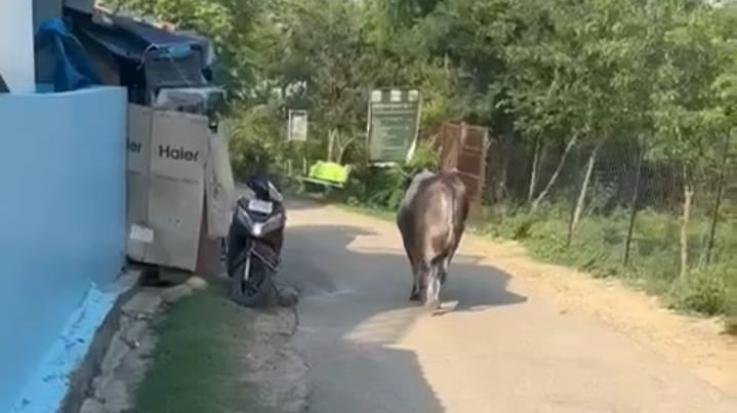Jaswan-Terror- of- stray -cattle- in- Pragpur-Muhi,- attack- on -a- dairy- animal-, death