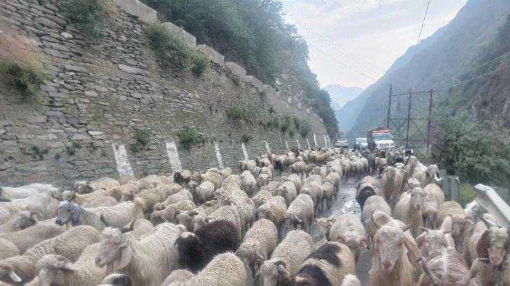 The- road -was- cut -off-by- the- glacier -at -Kugti -pass- in- Bharmour,- hundreds- of -sheep- and -goats -were- trapped-, sheep- herders- were -worried