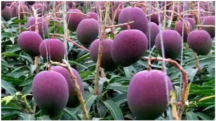 Himachal: A farmer in Daduwala village of Sirmaur district grew the world's most expensive mango