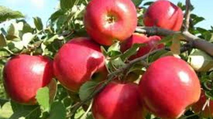 Shimla: Apple transportation rates fixed, action will be taken against operator unions charging higher fees