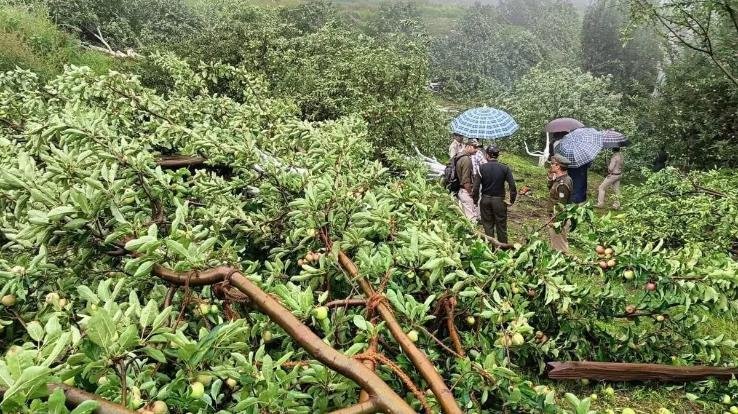 Himachal: State government approaches Supreme Court against cutting of apple trees from forest land