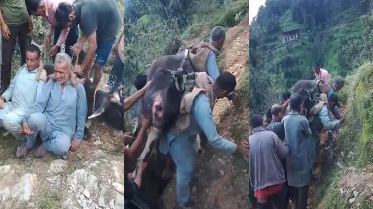 Sirmaur: Two villagers set an example of animal religion, travelled 3 KM carrying a sick cow on their back