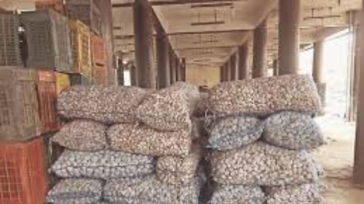 Garlic seeds arrive in Solan market, prices will be halved