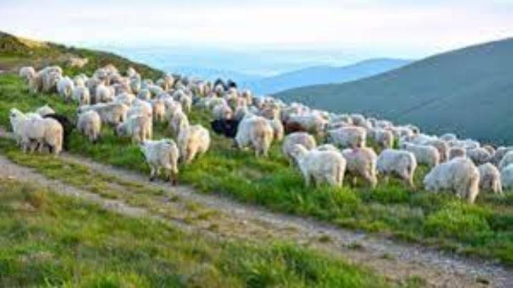 Chamba: Around 250 sheep and goats feared buried due to landslide