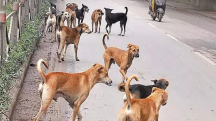 Supreme Court's decision: Dogs will be released after sterilization and vaccination, aggressive ones will be kept in shelter homes.