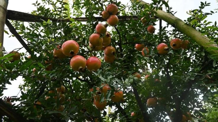 Bilaspur_Shiva_project_changed_the_fate_of_44_farmers_target_of_producing_60_metric_tonnes_of_pomegranate