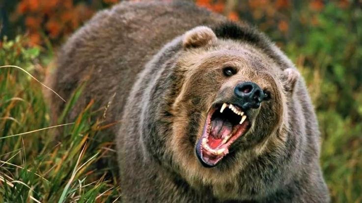Shimla_The_animal_was_waiting_for_prey_made_a_deadly_attack_on_two_people
