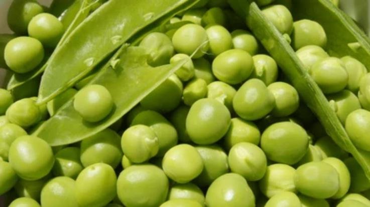 Shimla_Pea_prices_rise_peas_are_being_sold_at_a_higher_price_than_apples.