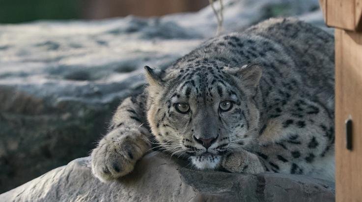 Himachal_Snow_leopard_population_increases_in_the_state_family_increases_from_51_to_83