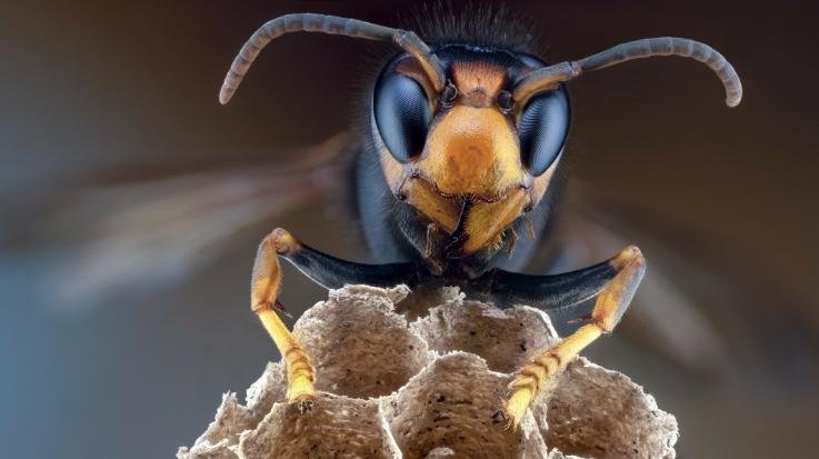Shimla_Bees_attack_one_person_dead_two_injured
