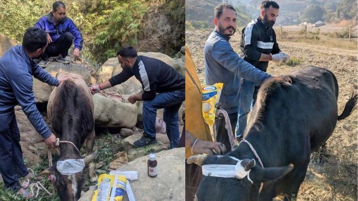 Dharampur-Mandi_A_brutal_incident_in_Riyur_village_helpless_bulls_were_pushed_into_a_ditch.