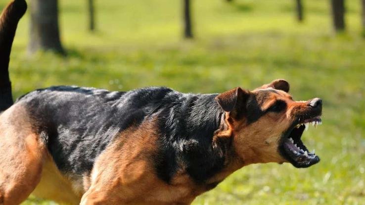 Shimla_Dead_body_of_newborn_found_in_mouth_of_stray_dog_panic_in_the_area