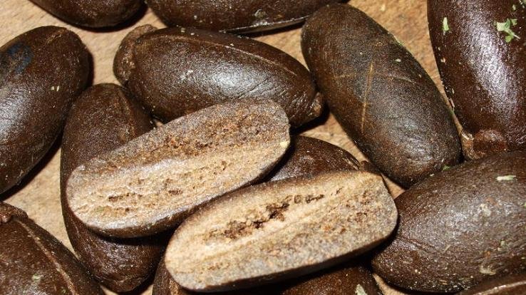 Shimla: More than 1 kg of hashish recovered from a youth during police patrol.