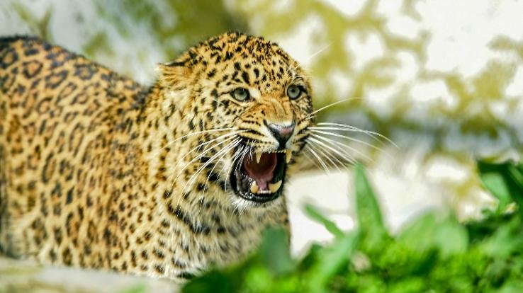 Bilaspur: Leopard attacks woman in Marhana village