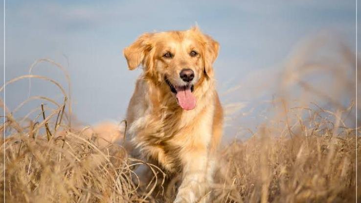Chamba_Pet_dog_sits_near_owner's_dead_body_for_4_days