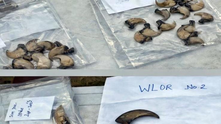 Shimla_Jewellery_shops_raided_in_Rohru_85_leopard_nails_and_5_teeth_recovered