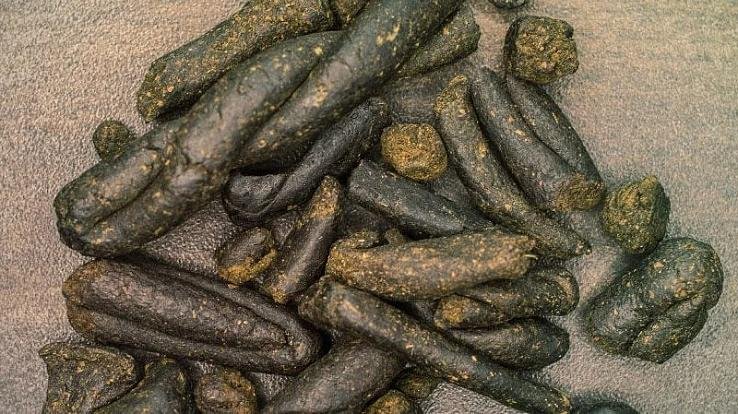 Two_youths_from_Kullu_arrested_with_15_kg_drug_consignment_in_Chandigarh