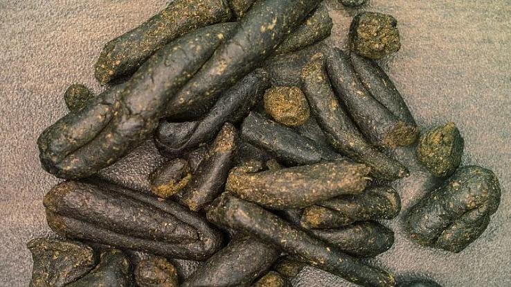 Shimla_Two_arrested_with_40_grams_of hashish_during_a_police_blockade