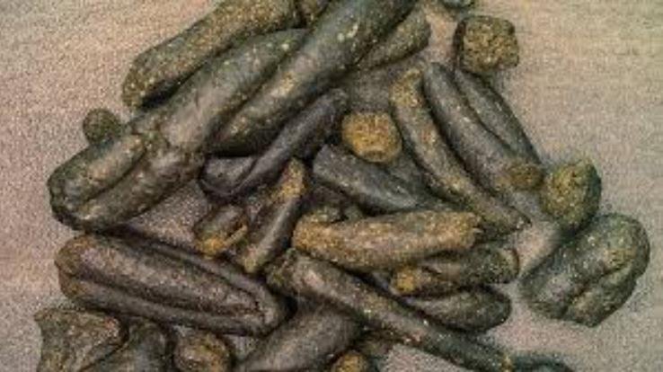 STF_team_takes_action_in_Kullu_890_grams_of_hashish_recovered_from_Volvo_bus