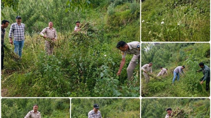 Two cases of illegal opium cultivation busted in Chirgaon area; 3,591 opium plants seized.