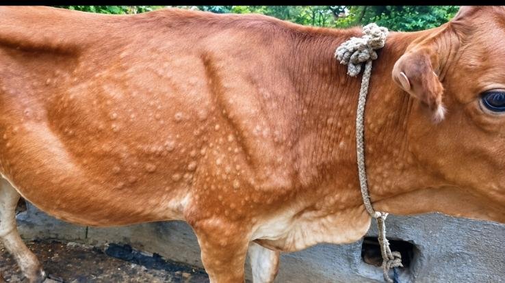 Lumpy virus outbreak in Kunihar, 120 animals infected: eight animals died