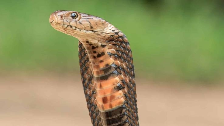 Tragic incident in Nerwa, Chopal: Two sisters die of snakebite; both girls found unconscious in the room.