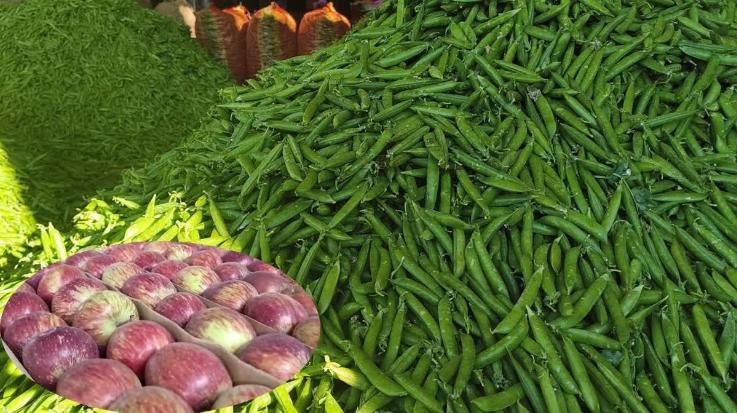Mountain peas outshine apples! Prices soar to ₹210 per kg.