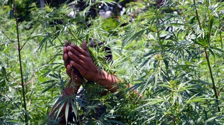 Digital crackdown on drug cultivation in Himachal; identification to be done via geo-tagging.