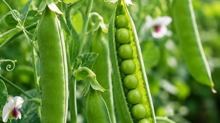 Pea seeds available at ₹70 per kg; major relief for farmers ranging from wheat sowing to off-season vegetable cultivation.