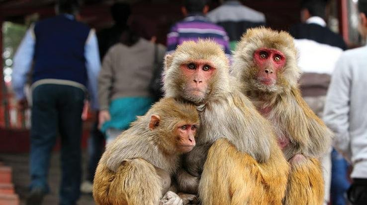 Funding for monkey control halted; threat from rising population may increase.