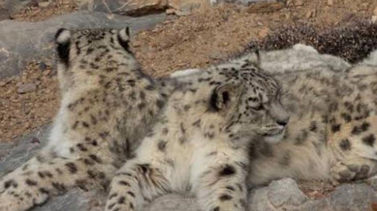Snowfall on the peaks of Chamba; two snow leopards also spotted