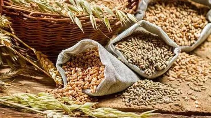 Wheat seeds to cost more for farmers; government sets subsidy levels