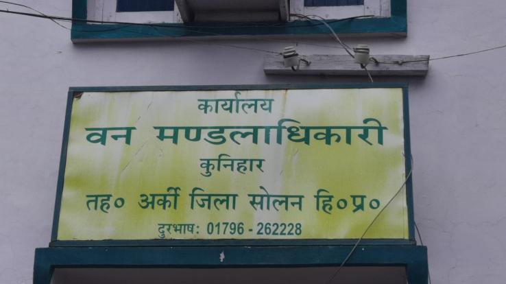 ग्रामीणों ने जंगली बिल्ली को समझा तेंदुए का बच्चा