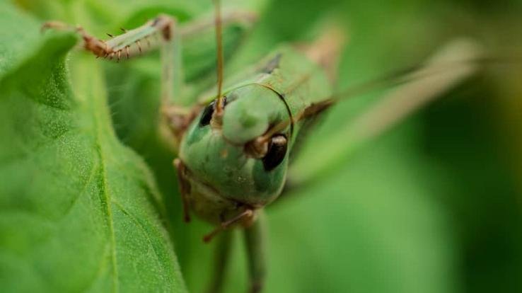 टिड्डी दल के हमले की आशंका, अलर्ट जारी