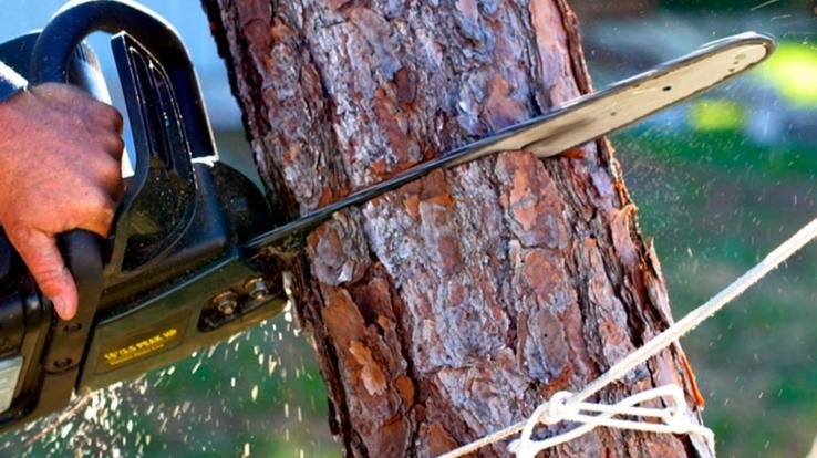 पेड़ काटना 